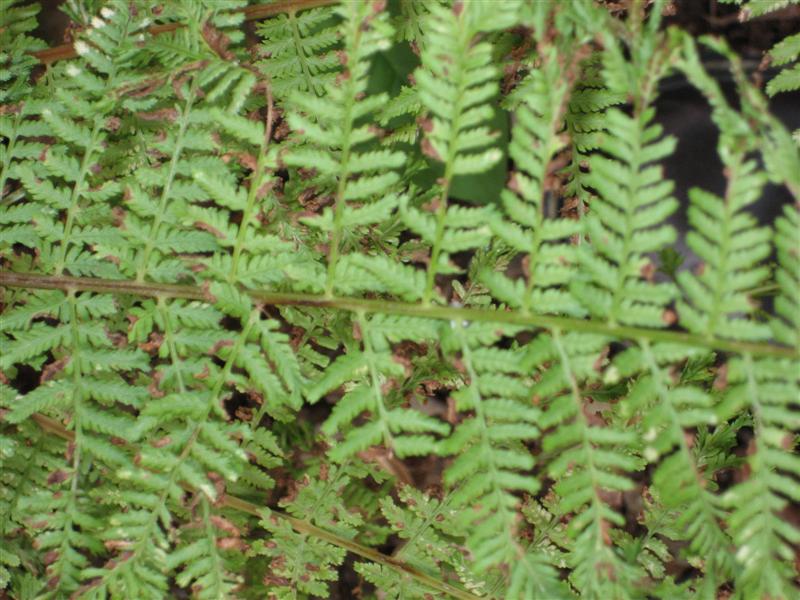 Athyrium filix-femina Athyrium_filix_femina_leaf.JPG