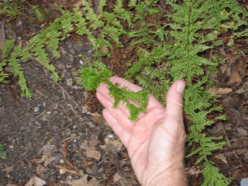 Athyrium filix-femina Athyrium_filix_femina_leaf_close.JPG