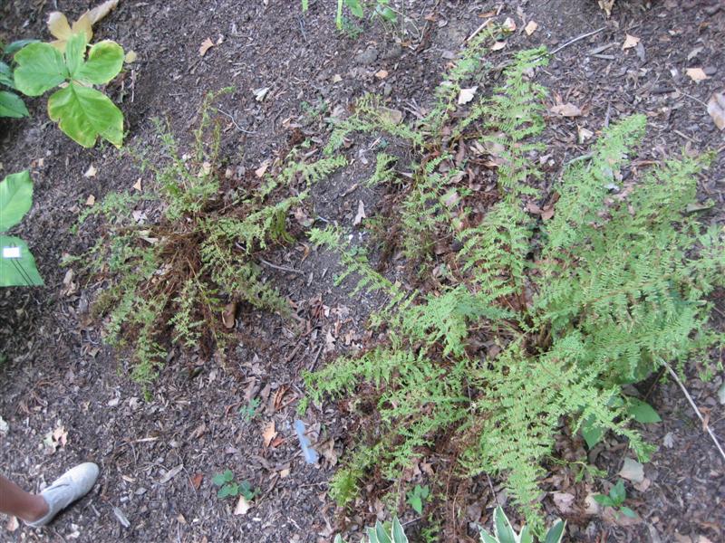 Athyrium filix-femina Athyrium_filix_femina_side.JPG