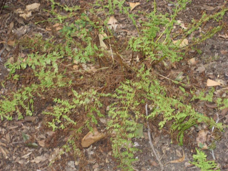 Picture of Athyrium filix-femina  Lady Fern