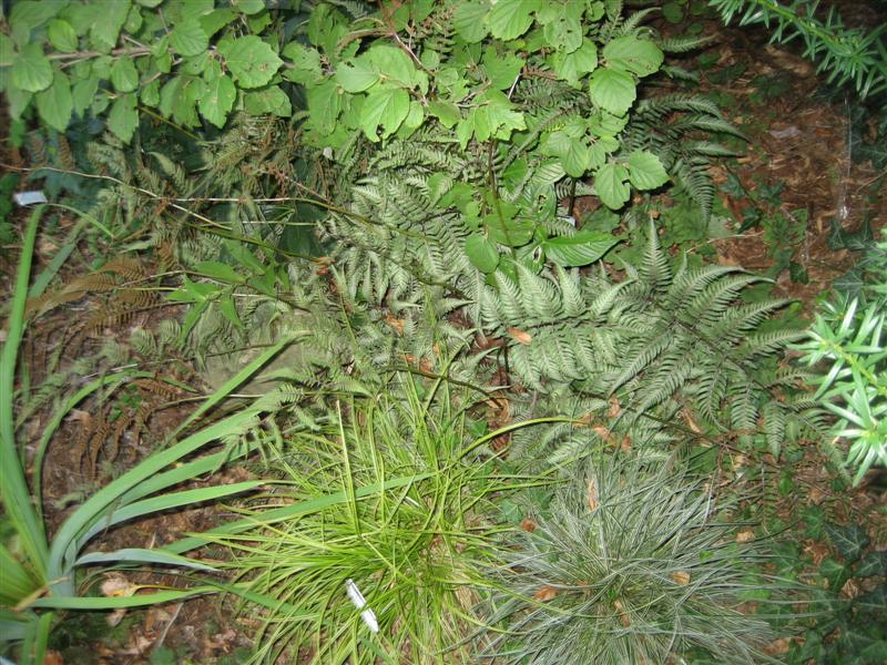 Athyrium nipponicum Athyrium_nipponicum_plant_ap.JPG