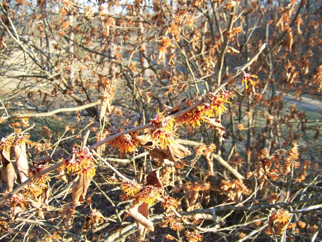 Hamamelis vernalis AutumnEmbersFlowers.JPG