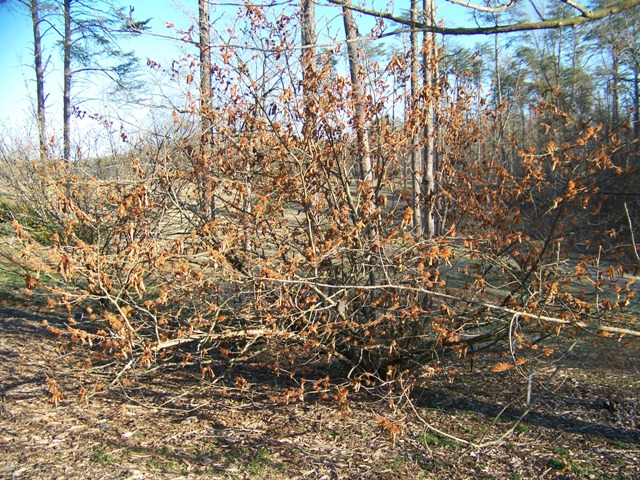 Hamamelis vernalis AutumnEmbersWitchhazel.JPG