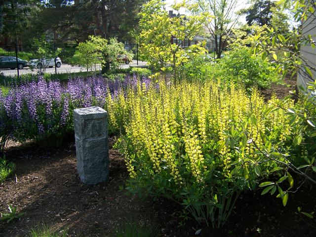 Picture of Baptisia x 'Carolina Moonlight' Carolina Moonlight Baptisia