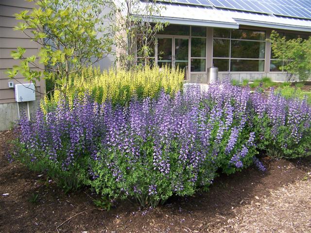 Picture of Baptisia  'Purple Smoke' Purple Smoke Baptisia or Purple Smoke Wild Indigo