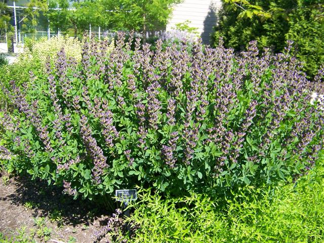 Picture of Baptisia  Twilite Prairieblues Twilite Prairieblues Baptisia