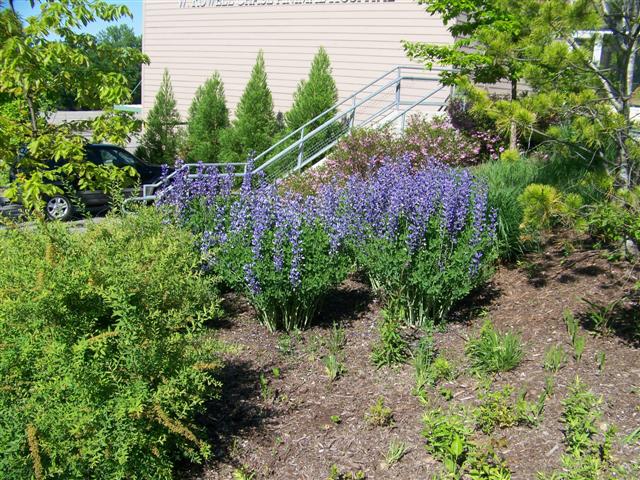 Picture of Baptisia australis var. minor  Lesser Baptisia