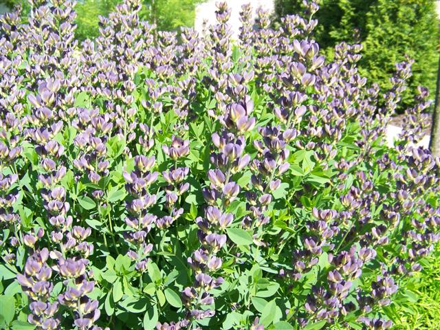 Picture of Baptisia  Twilite Prairieblues Twilite Prairieblues Baptisia