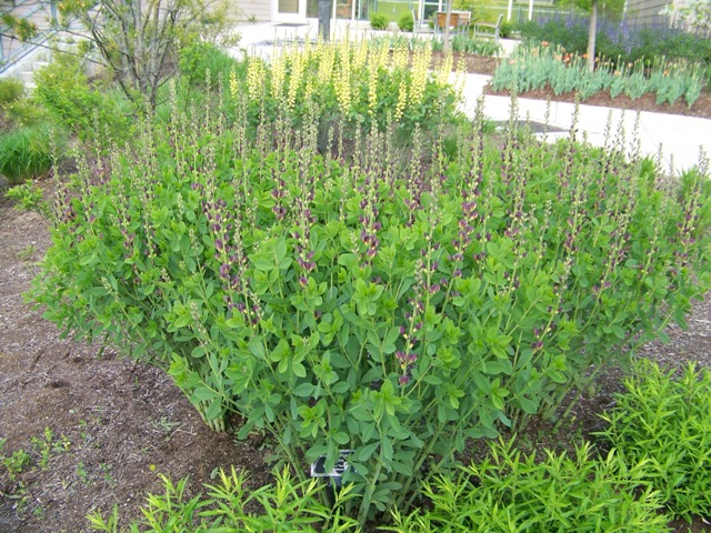 Picture of Baptisia  Twilite Prairieblues Twilite Prairieblues Baptisia