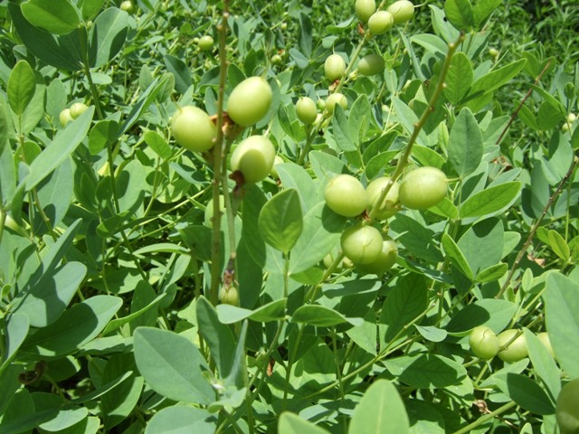 Picture of Baptisia sphaerocarpa  Yellow Wild Indigo