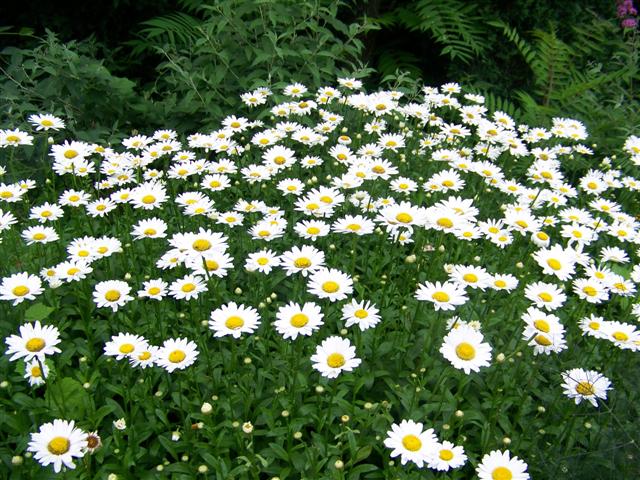 Picture of Leucanthemum x superbum 'Becky' Becky Shasta Daisy