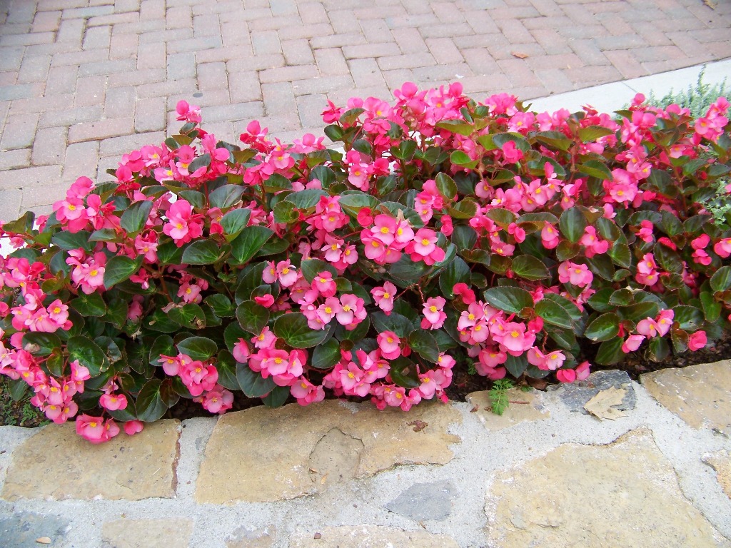 Picture of Begonia x benariensis 'Big Rose with Bronze Leaf' Big Rose with Bronze Leaf Begonia