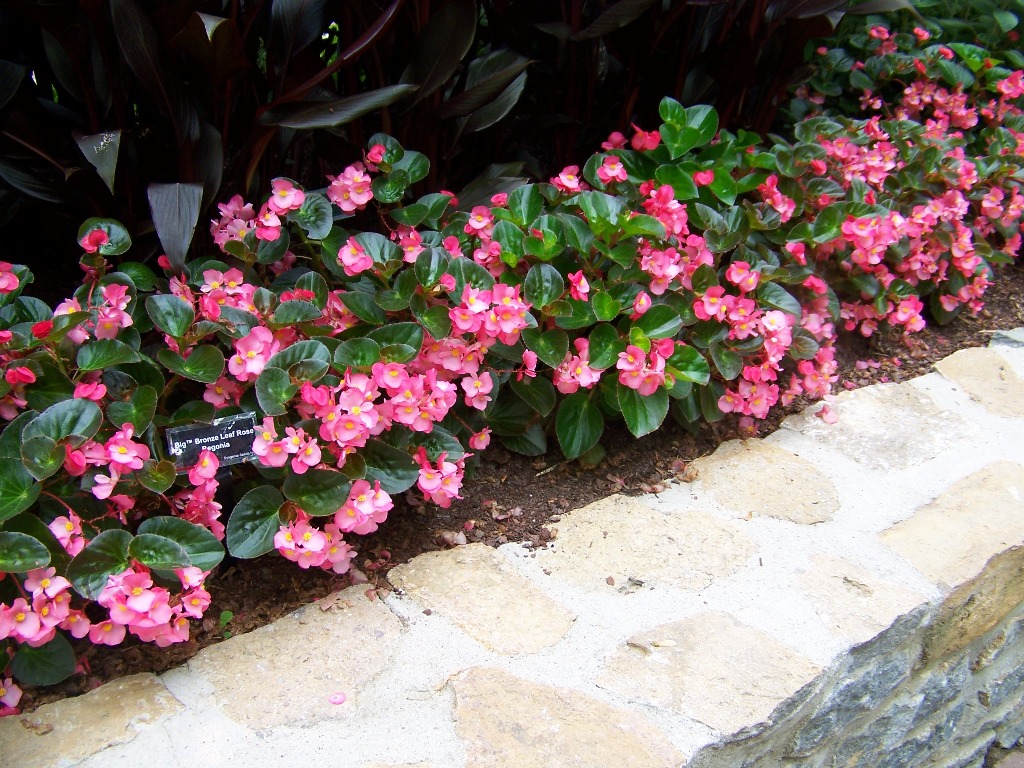 Picture of Begonia x benariensis 'Big Rose with Bronze Leaf' Big Rose with Bronze Leaf Begonia