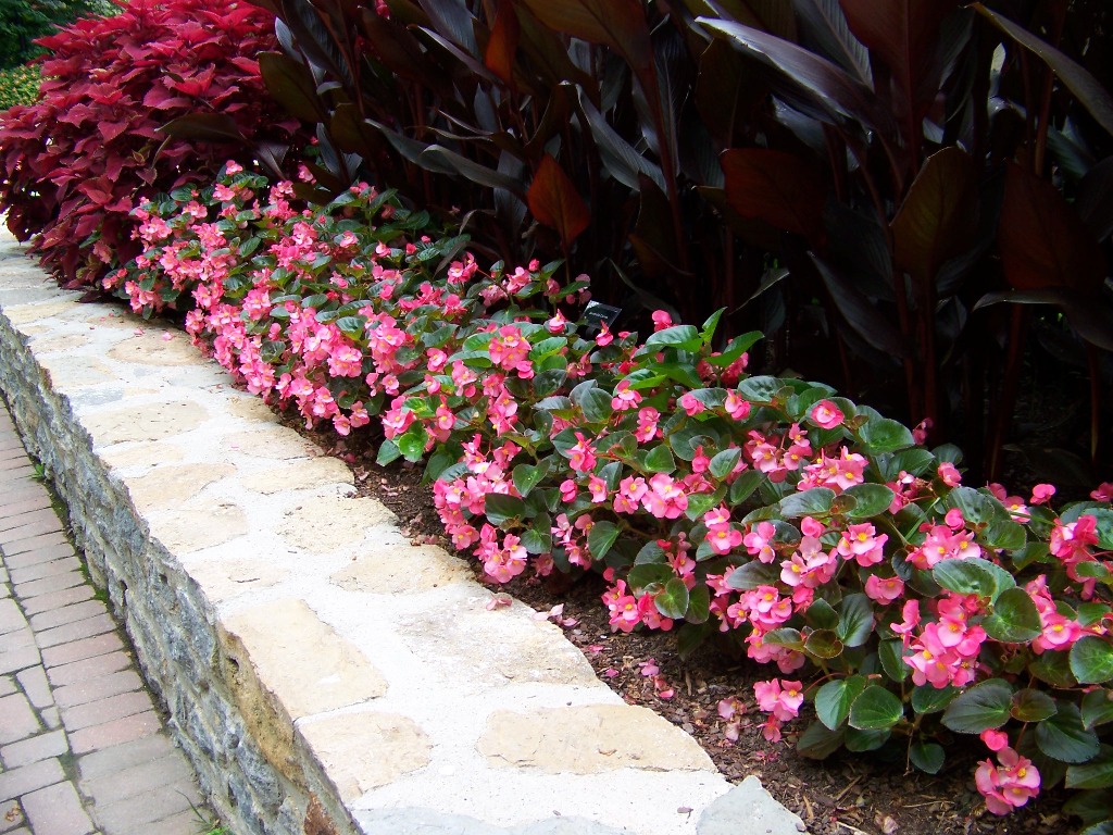 Picture of Begonia x benariensis 'Big Rose with Bronze Leaf' Big Rose with Bronze Leaf Begonia