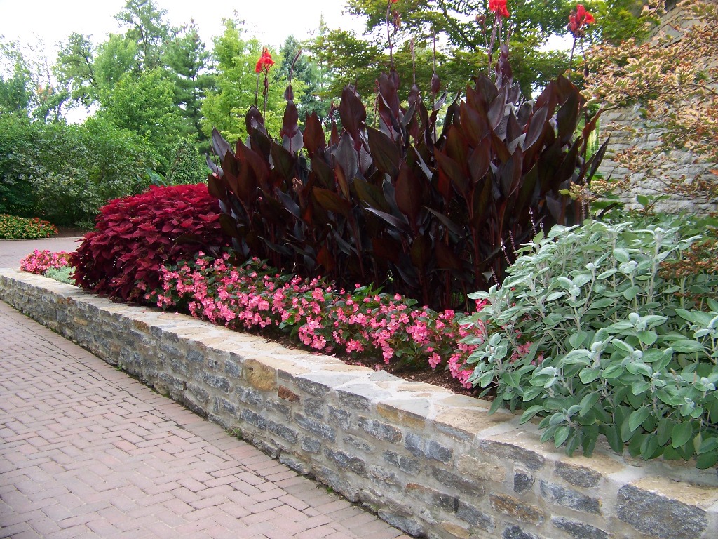 Picture of Begonia x benariensis 'Big Rose with Bronze Leaf' Big Rose with Bronze Leaf Begonia