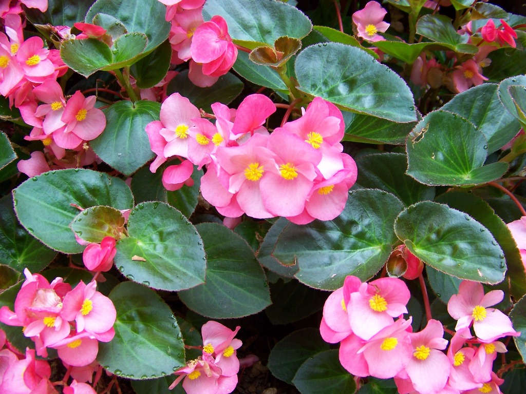 Picture of Begonia x benariensis 'Big Rose with Bronze Leaf' Big Rose with Bronze Leaf Begonia