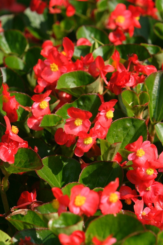 Picture of Begonia  'Inferno Red' Inferno Red Begonia