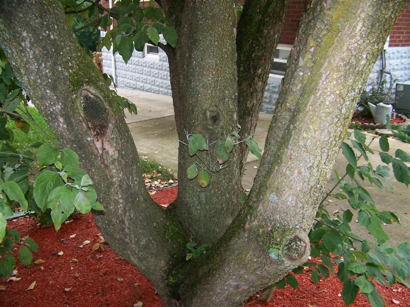 Picture of Cornus florida 'Rubra' Pink Flowering Dogwood