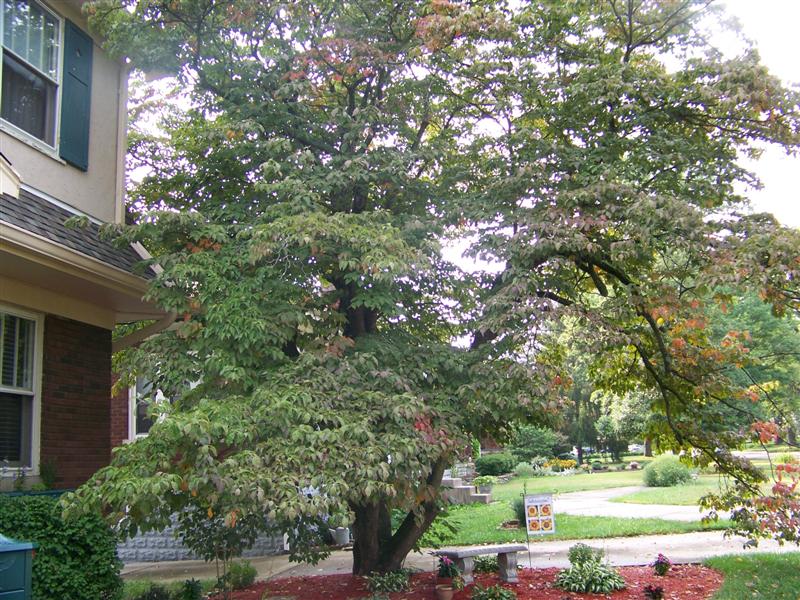 Picture of Cornus florida 'Rubra' Pink Flowering Dogwood