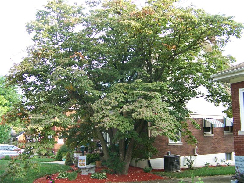 Picture of Cornus florida 'Rubra' Pink Flowering Dogwood