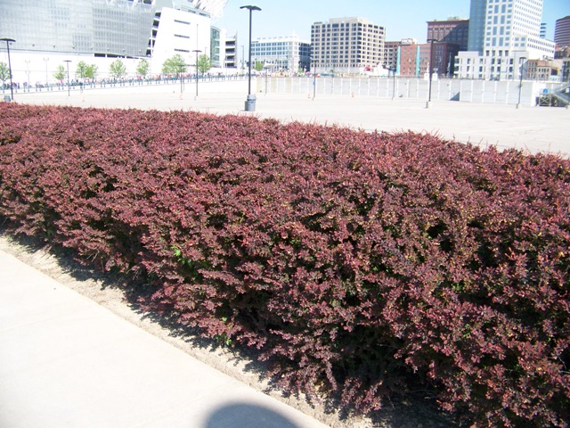 Berberis thunbergii var. atropurpurea Berberis.JPG