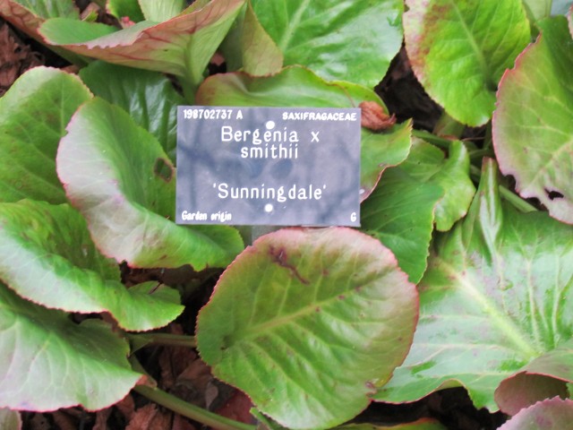 Bergenia smithii BergeniaSmithii.JPG