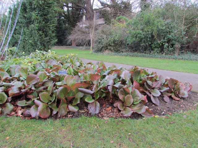 Bergenia smithii BergeniaSmithiiPlant.JPG