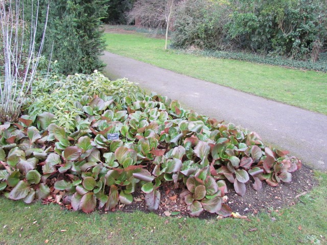 Bergenia smithii BergeniaSmithiiPlanting.JPG