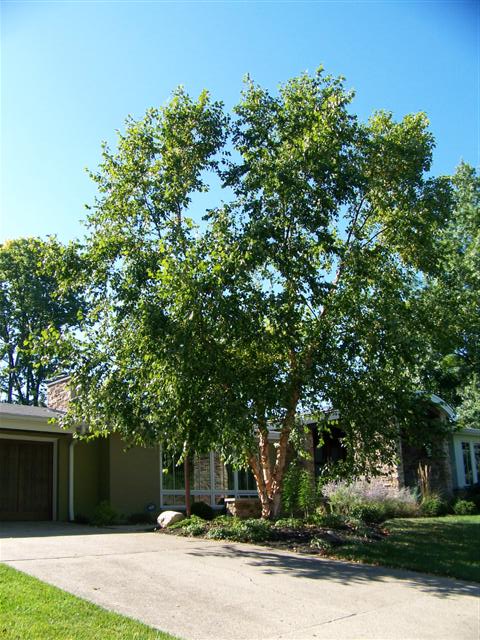 Betula nigra Betula.nigra.Heritage.JPG