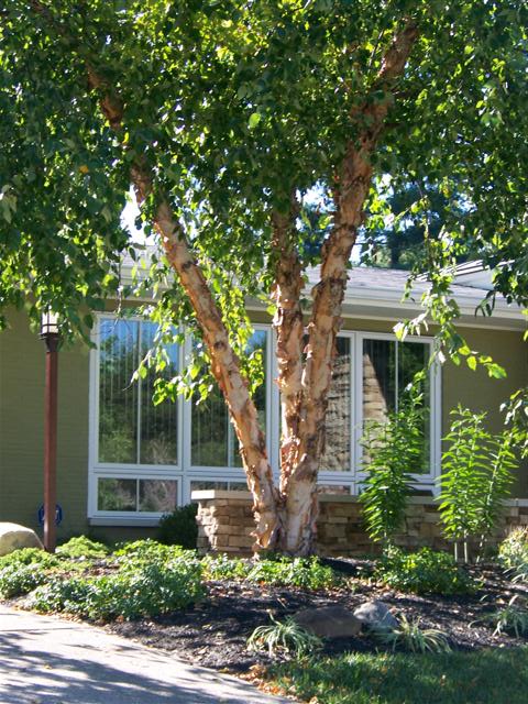 Betula nigra Betula.nigra.Heritage.Lakeside.Park.JPG