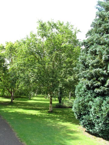 Betula albo-sinensis BetulaHergestFullCUBG.JPG