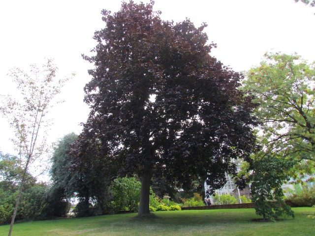 Acer platanoides BhAcerGriseumCrimsonKing.JPG