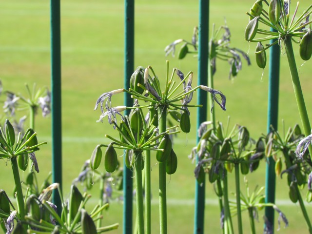 Agapanthus praecox BhAgapanthusPraecoxTorbay.JPG