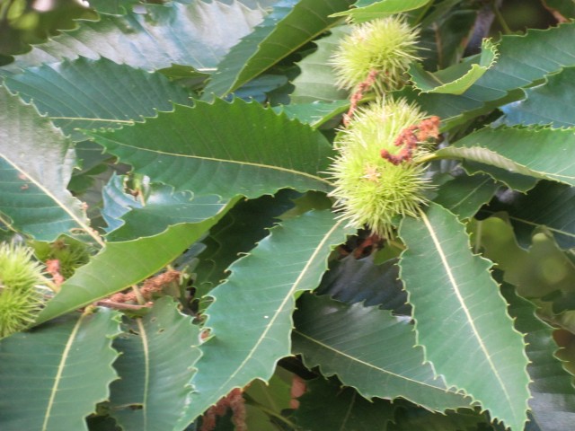 Castanea sativa BhCastaneaSativaFruit.JPG