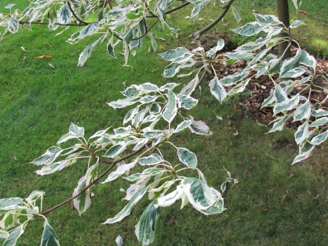 Cornus controversa BhCornusControversaVariegataDetail.JPG