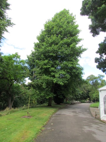 Liriodendron tulipifera BhLiriodendron1.JPG