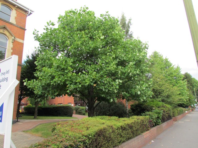 Liriodendron tulipifera BhSteetLiriodendron.JPG