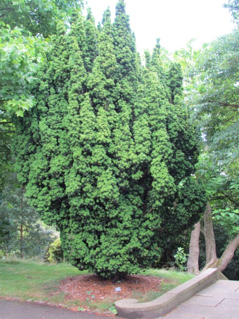 Taxus baccata BhTaxusBaccataFastigiata.JPG