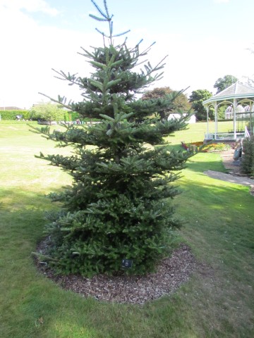 Abies koreana BhxAbiesKoreana1.JPG