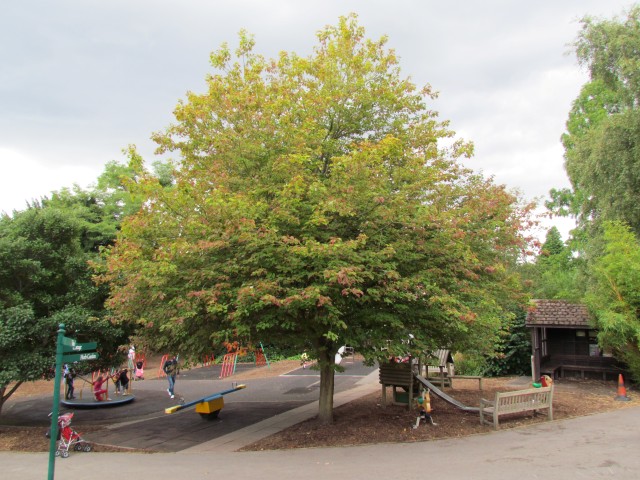 Acer rubrum BhxAcerRubrumSchlesingeri2.JPG