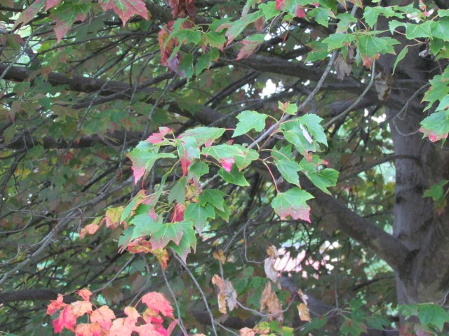 Acer rubrum BhxAcerRuburmSchlesingeriLeaf.JPG