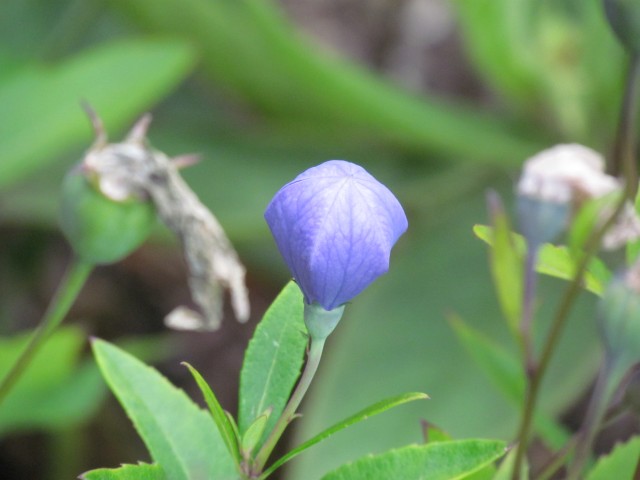 Platycodon grandiflorus BhxAqllegiaVulgarisStellataGreenApplesFlowers2.JPG