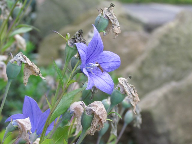 Platycodon grandiflorus BhxAquilegiaVulgarisStellataGreenApplesFloewr.JPG