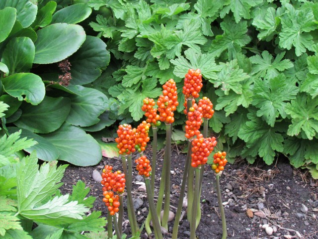 Arum italicum BhxArumItalicum.JPG