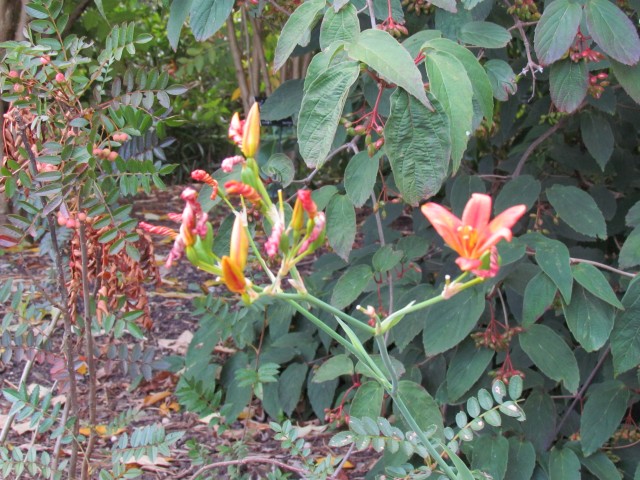 Belamcanda chinensis BhxBelamcandaChinensisFlowers.JPG