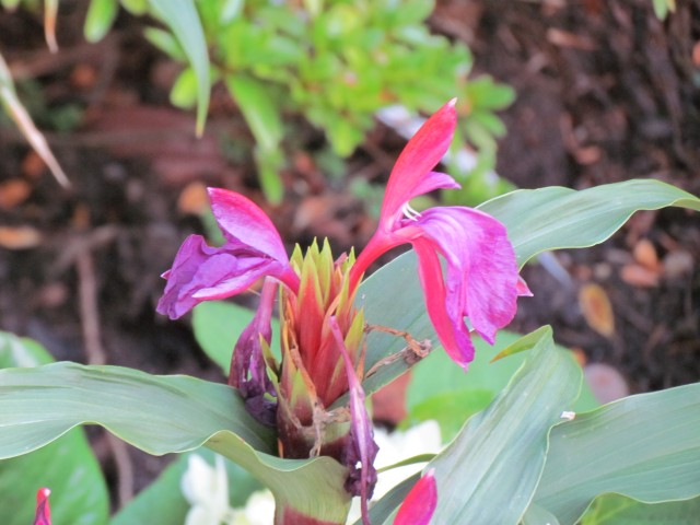 Bergenia purpurascens BhxBergeniaPurpurascensDetail.JPG