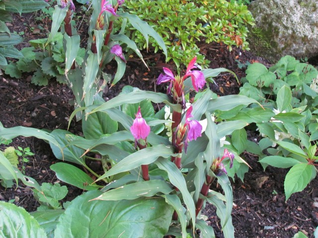 Bergenia purpurascens BhxBergeniaPurpurascensPlant.JPG