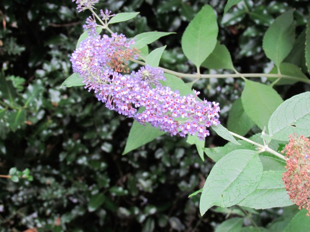 Buddleia davidii BhxBuddleiaFlower.JPG