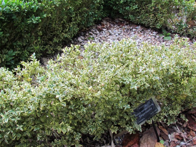 Buxus sempervirens BhxBuxusSempervirensDetail.JPG