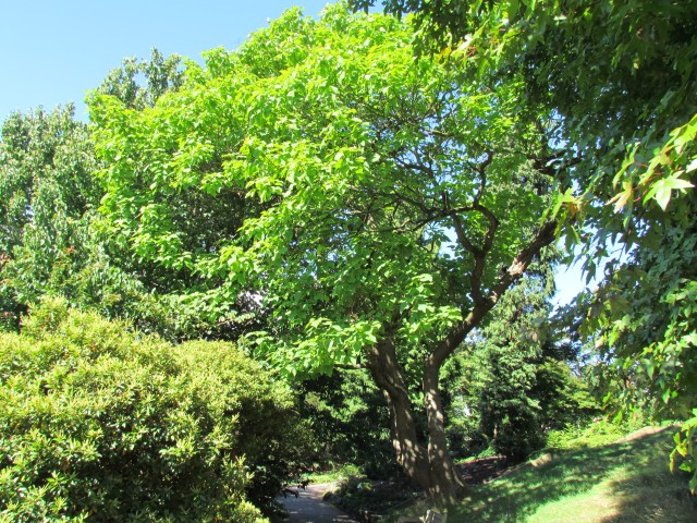 Catalpa bignonioides BhxCatalpaBignonoides.JPG